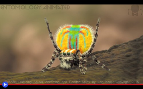 Enthomology Animated Peacock Spider