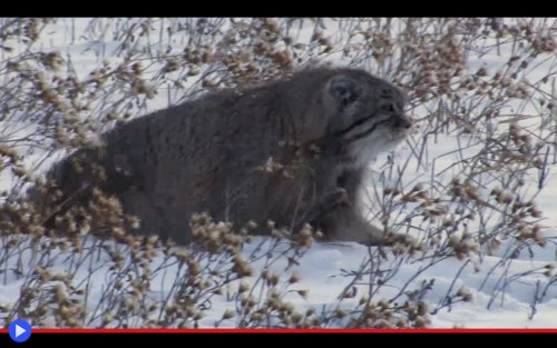 Manul Hunting