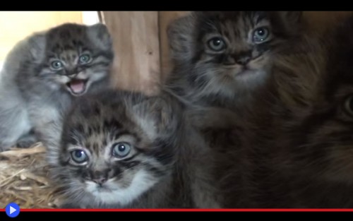 Manul kittens