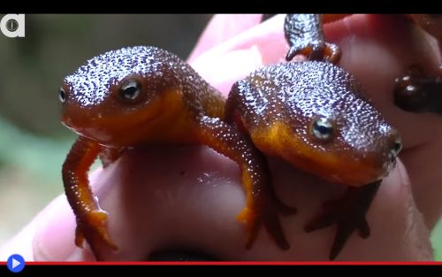 California Newt 2