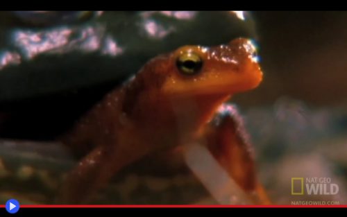 California Newt