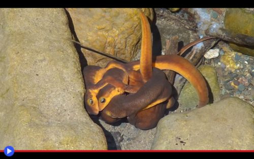 California Newt Ball