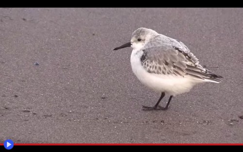 Sanderling