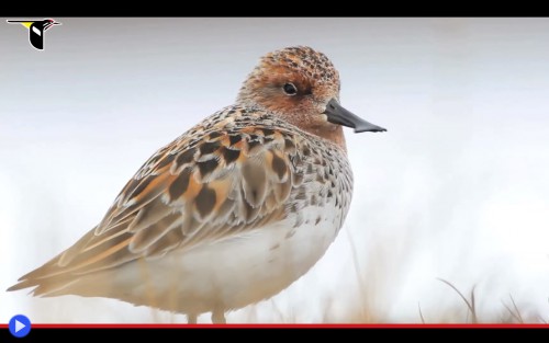 Spoon Billed Sandpiper