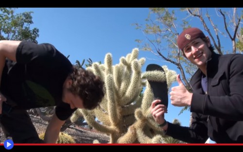 Teddy Bear Cholla