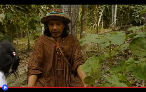 Ayahuasca ceremony