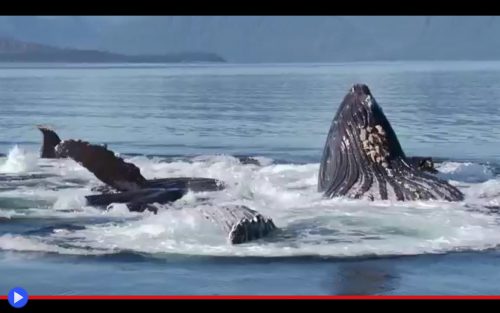 Bubble net feeding