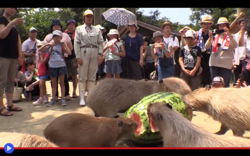 Capibara Joy