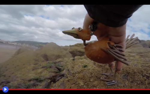 Dabchick seaside