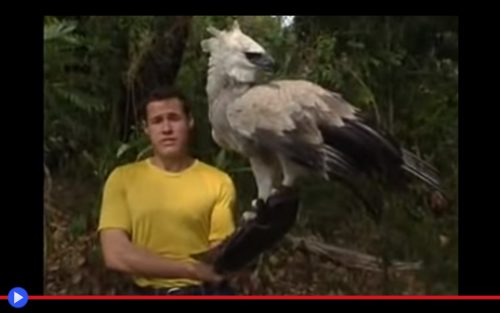 Harpy Eagle