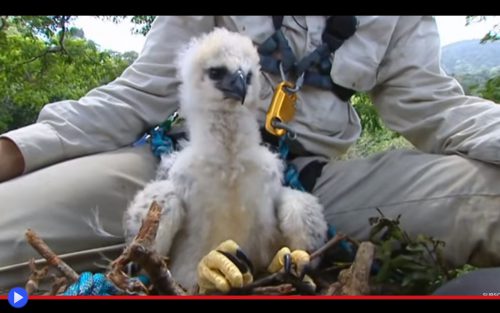 Harpy Eagle Chick