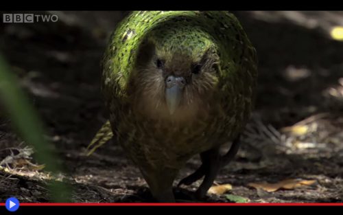 Kakapo