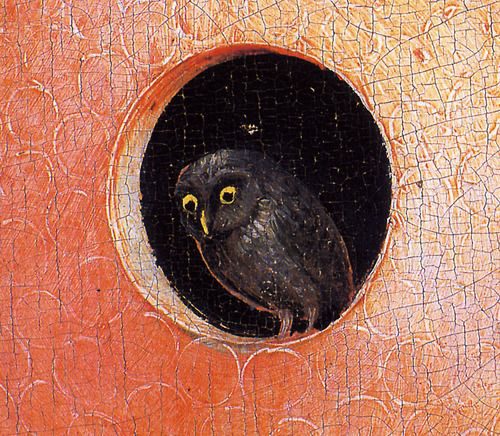 Owl