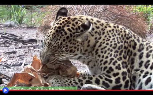 Big Cats Catnip