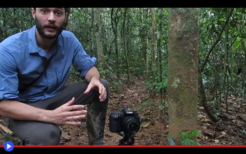 Camera Trap Ants