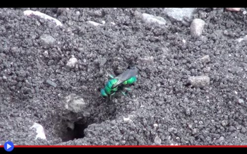 Cuckoo Wasp 2