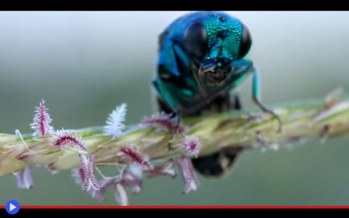 Cuckoo Wasp