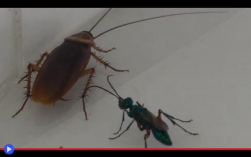 Emerald Cockroach Wasp 2
