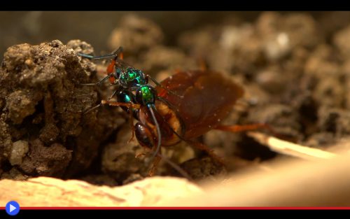 Emerald Cockroach Wasp