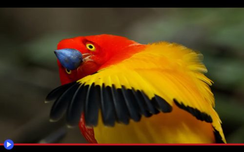 Flame Bowerbird