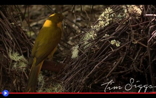 Golden Bowerbird