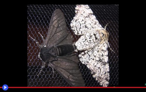 Peppered Moth