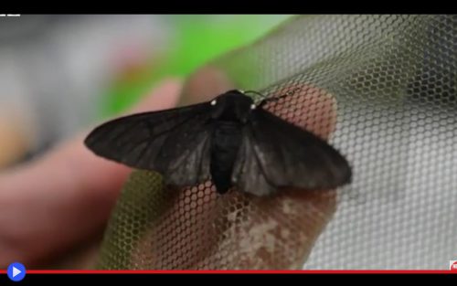 Peppered Moth Research