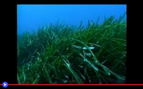 Posidonia oceanica