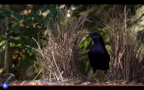 Satin Bowerbird