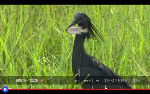 Black Heron