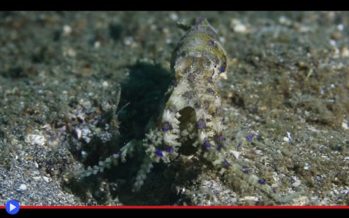 Blue Ringed Octopus 3