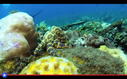 Blue Ringed Octopus