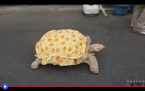 Bo-chan the Tortoise 2