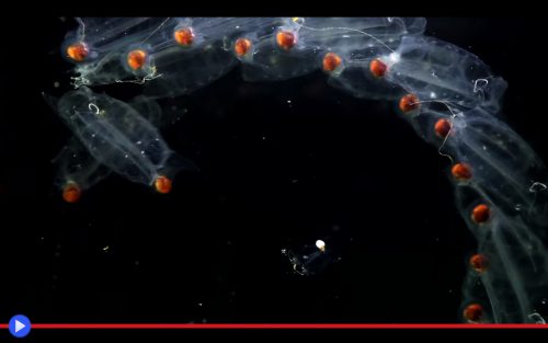 Chain of Salps