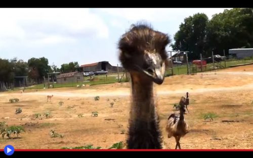 Emu Begging