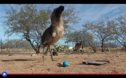 Emu Playing