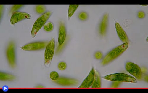 Euglena Viridis