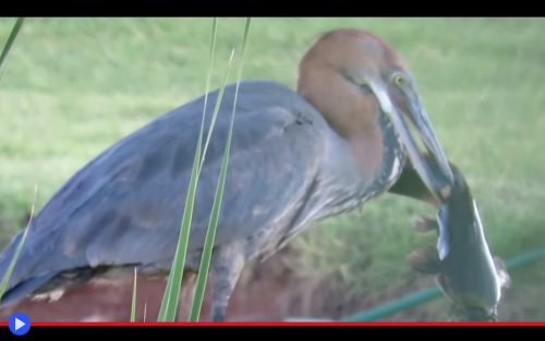 Goliath Heron