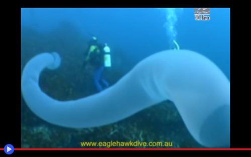 Huge Pyrosome