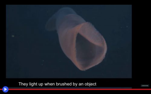 Red Pyrosome