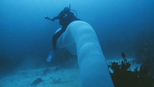 Ride the Pyrosome