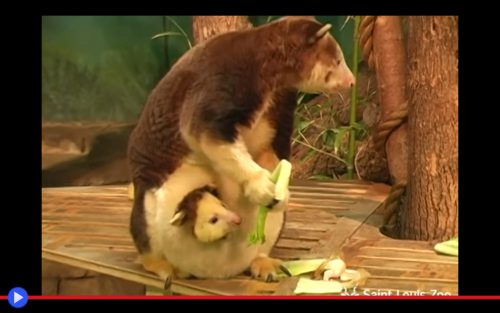 Tree Kangaroo