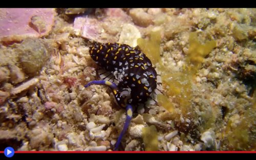 Assorted Sea Slugs