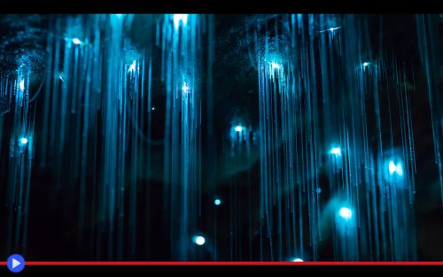 Glowworms Cave 2