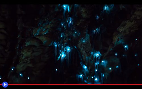 Glowworms Cave