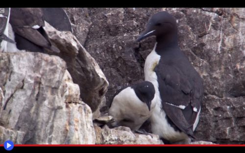 Guillemot flight training