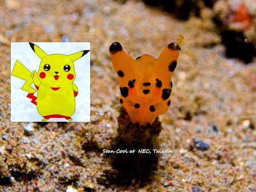 Pikachu Nudibranch