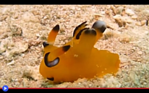 Pikachu Slug