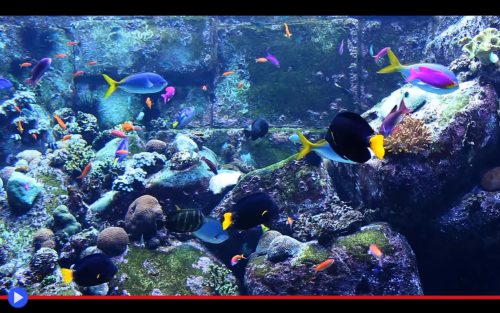 Reef aquarium