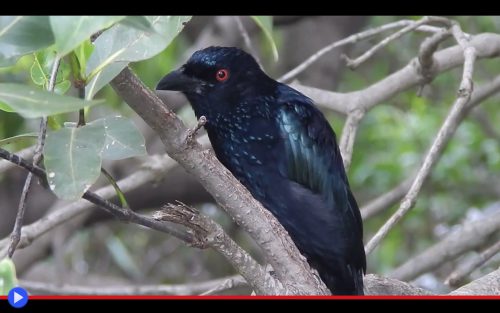 Spangled Drongo